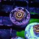 Zoanthus Stratosphere 29,50 €
