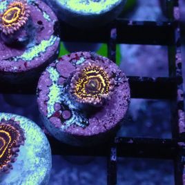 Zoanthus Stratosphere 29,50 €