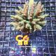 Acropora XL 127,50 €