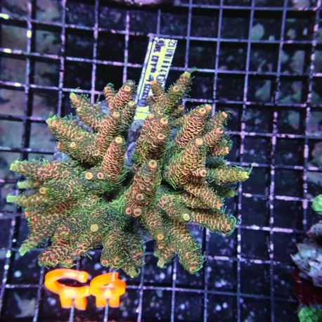 Acropora XL