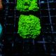 Astreopora Lime Time 39,00 €