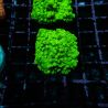 Astreopora Lime Time