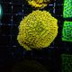 Montipora danae yellow 39,50 €