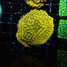 Montipora danae yellow 39,50 €