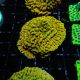 Montipora danae yellow 39,50 €