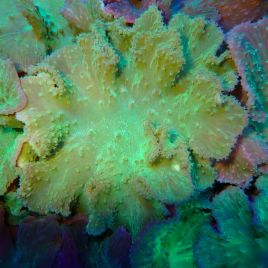 Sinularia dura vert 6-8 cm
