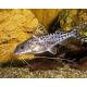 Pimelodus Pictus Angelicus - Poisson chat moucheté