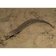 Misgurnus Anguillicaudatus - Barometres 8-10cm lot de 2