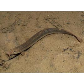 Misgurnus Anguillicaudatus - Barometres 8-10cm lot de 2
