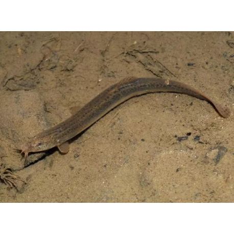 Misgurnus Anguillicaudatus - Barometres 8-10cm lot de 2