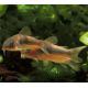 Corydoras aenus 