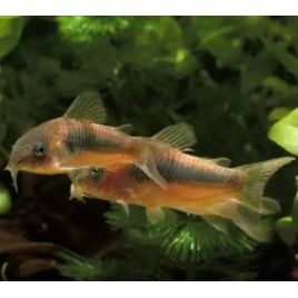 Corydoras aenus 