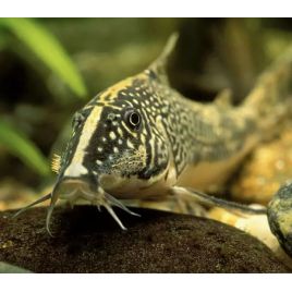 Scleromystax barbatus (RARE) lot de 5