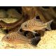Corydoras Trilineatus3-4cm