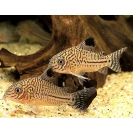 Corydoras Trilineatus3-4cm