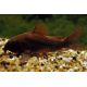 Corydoras aeneus Venezuela blacklot de 5