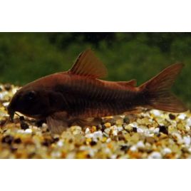 Corydoras Black venezuella
