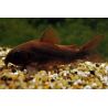 Corydoras Black venezuella