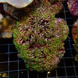 Pachyclavularia violacea vert coeur blanc 7-9 cm