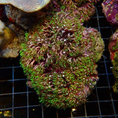 Pachyclavularia violacea vert coeur blanc 7-9 cm