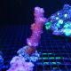 Dendronephthya 44,50 €
