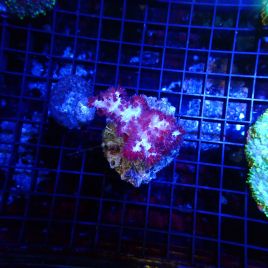 Dendronephthya 44,50 €