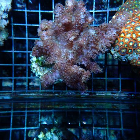 Klyxum sp (Alcyonum sp)-corail soft colt 8 CM