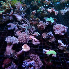 Lot de 5 Coraux mous assortis (suivant disponibilités)