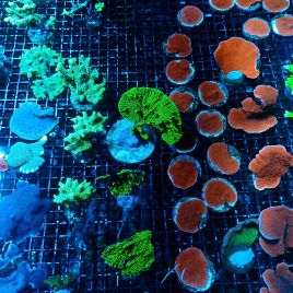 Lot de 2 Coraux durs SPS assortis (suivant disponibilités) 42,00 €