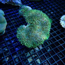 Sarcophyton SP