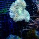 Sarcophyton SP 47,50 €