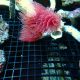 Protula rouge (Spirographe calcaire rouge)