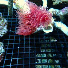 Protula rouge (Spirographe calcaire rouge)