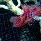Protula rouge (Spirographe calcaire rouge)