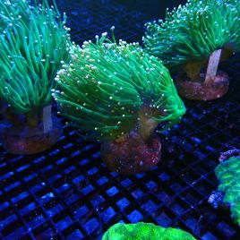 Euphyllia Glabrescens orange tips 149,00 €