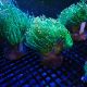 Euphyllia Glabrescens orange tips 149,00 €