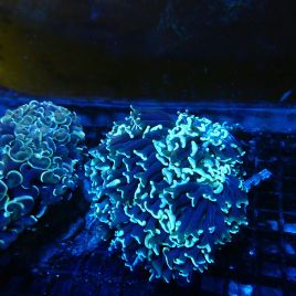 Euphyllia ancora 197,50 €