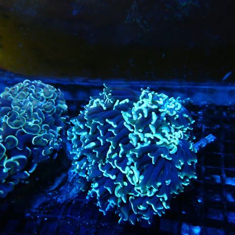 Euphyllia ancora