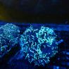 Euphyllia ancora