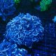 Euphyllia ancora 197,50 €