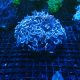 Euphyllia ancora 197,50 €