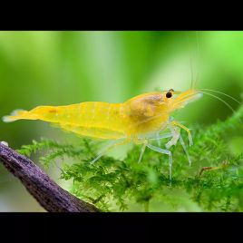 Neocaridina Davidi Ultra Gold Lot de 5 25,00 €