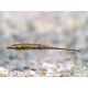 Indostomus crocodilus 3,50 €