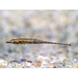 Indostomus crocodilus 3,50 €