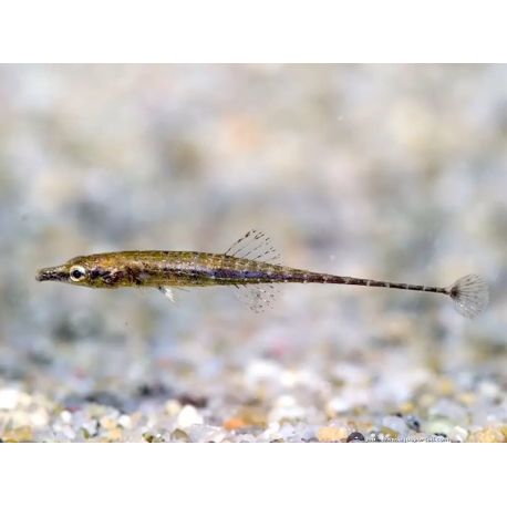 Indostomus crocodilus 3,50 €