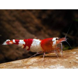 Caridina cantonensis Red Crystal A XL 8,50 €