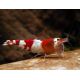 Caridina cantonensis Red Crystal A XL Lot de 10 74,50 €