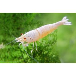 Caridina cantonensis CRS Golden Bee 7,50 €