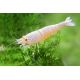 Caridina cantonensis CRS Golden Bee Lot de 5 35,00 €