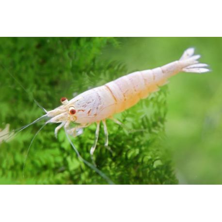 Caridina cantonensis CRS Golden Bee Lot de 5 35,00 €